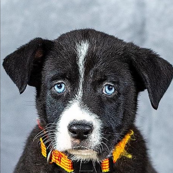 Meet your Posher, Raffaella - Picture 1 of 1